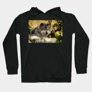 Gray Wolf Hoodie